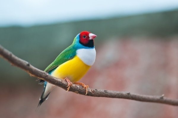 Gouldamadine (Chloebia gouldiae)