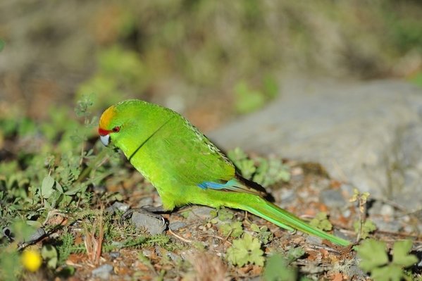 Geelvoorhoofd kakariki (Cyanoramphus auriceps)