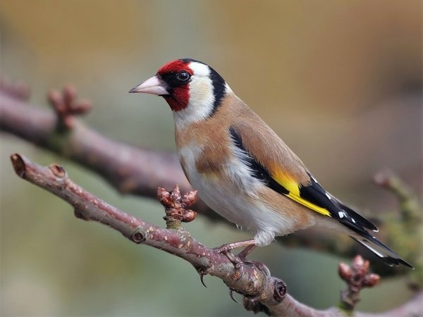 Distelvink (Carduelis carduelis)