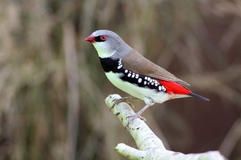 Diamantvink -Diamantastrilde (Emblema guttata)