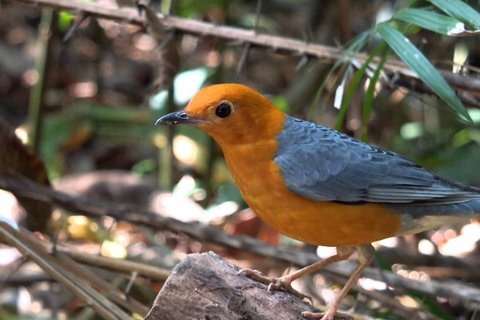 Damalijster (Zoothera citrina)