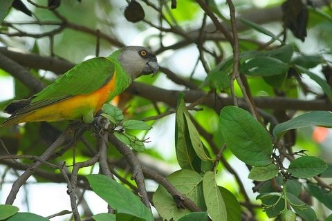 Bonte boertje (Poicephalus senegalus)