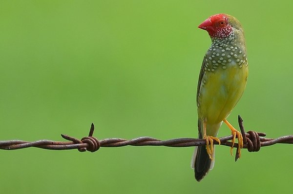 Binsenastrilde (Neochmia ruficauda)