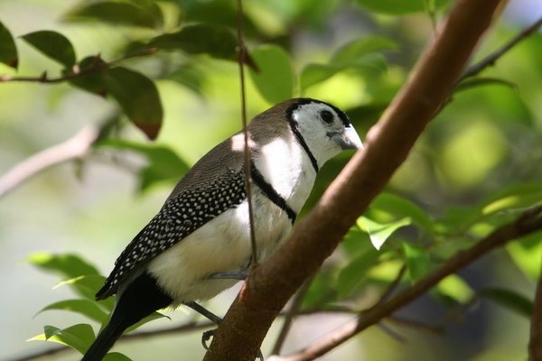 Bichenowastrilde (Poephila bichenovii)