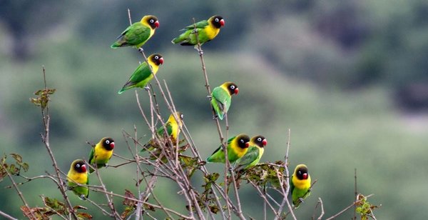 Agapornis personata