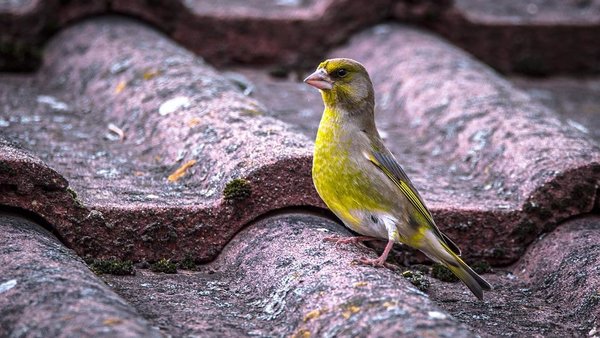 Groenling (carduelis chloris)