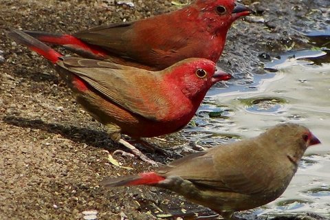 Vuurvink (Lagonosticta senegala)