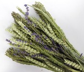 Pet Bouquet koker Aves minor