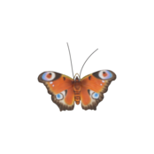 Muurdecoratie vlinders