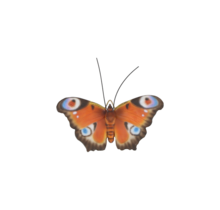 Muurdecoratie vlinders