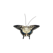 Muurdecoratie vlinders