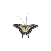 Muurdecoratie vlinders