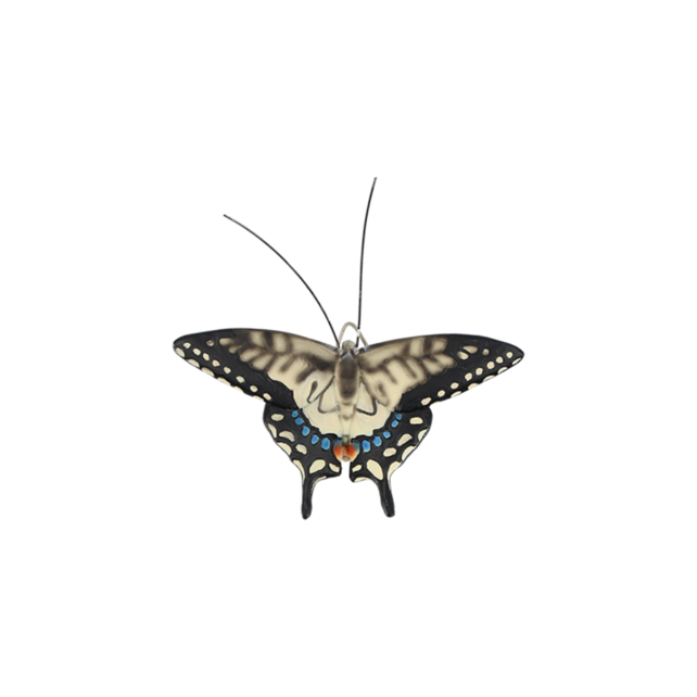 Muurdecoratie vlinders