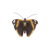 Muurdecoratie vlinders