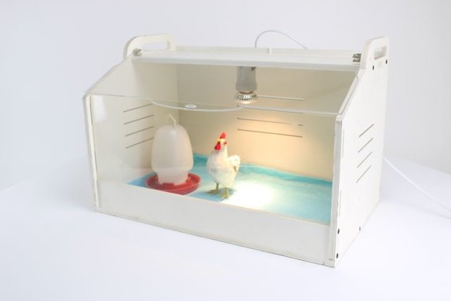 Brooder voor kuikens Brooder voor kuikens