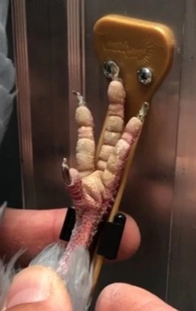 E-Z Ringgereedschap voor chipringen en andere knijpringen