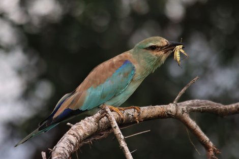 Hoe maak je jouw eigen vogelvoer? Zo meng je het!