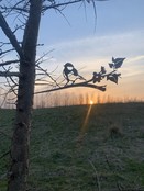 Vogelsilhouet Koolmees Vogelsilhouet Koolmees