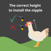 Drinkemmer kippen voor aan de wand Drinkemmer kippen voor aan de wand