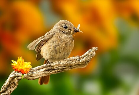 Wat vogels graag eten