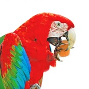 Fruitkuipjes mix 100 stuks in emmer Fruitkuipjes mix 100 stuks in emmer