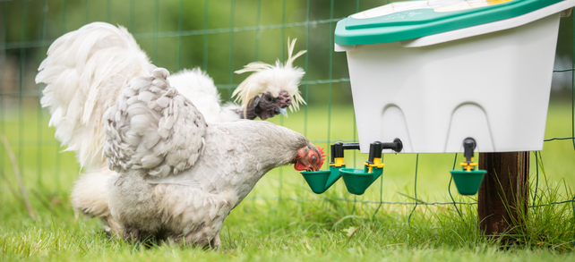 Drinkemmer kippen voor aan de wand Drinkemmer kippen voor aan de wand
