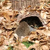 Egelmand kopen – de perfecte schuilplek voor egels in je tuin Egelmand kopen – de perfecte schuilplek voor egels in je tuin