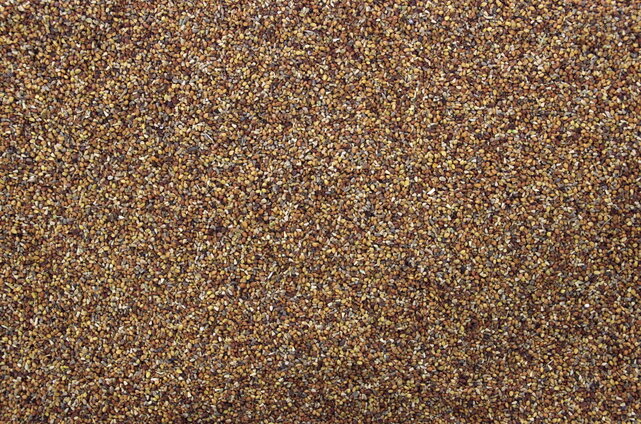 Klaver / weegbreezaad