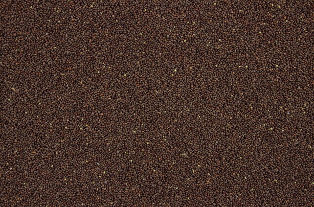 Perillazaad bruin Perillazaad bruin
