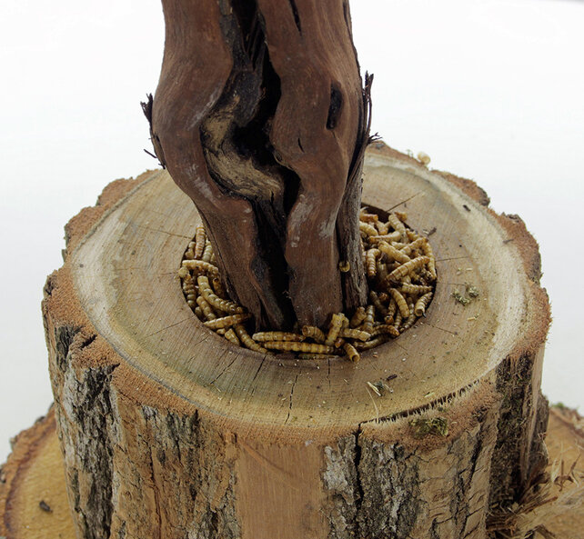 Scharrelboom krielkip