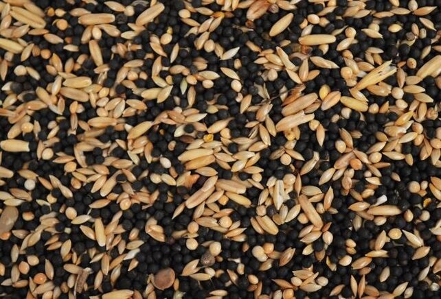 Kanariezaad zonder raapzaad 5 kilo