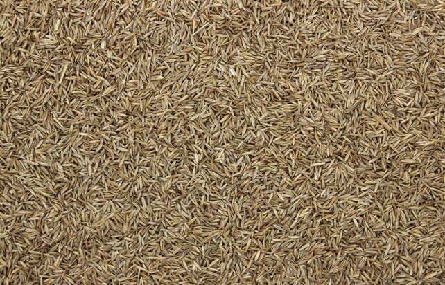 Graszaad Graszaad