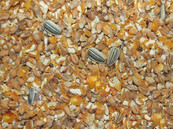 Scharrelgraan 5 kilo