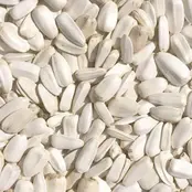 Witte zonnebloempitten Witte zonnebloempitten