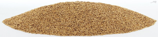 Panicum Senegalgierst geel Panicum Senegalgierst geel