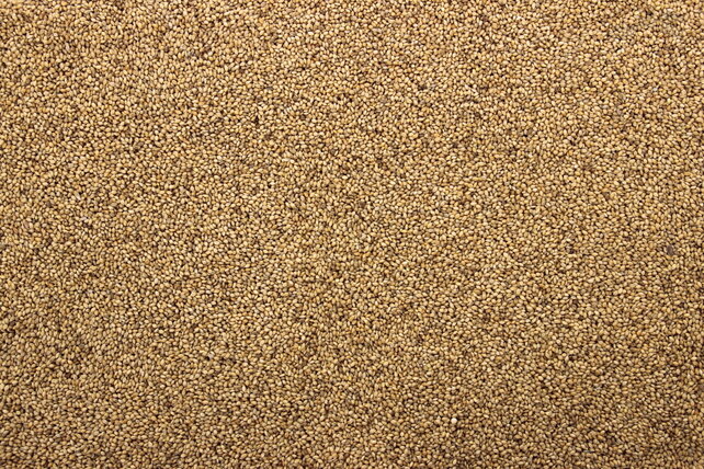 Panicum Senegalgierst geel Panicum Senegalgierst geel