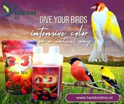 Magic color liquid (300ml)