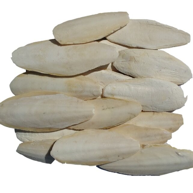 Sepia schalen 5 kilo