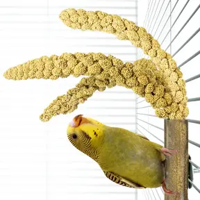 Bamboo Grass keeper
