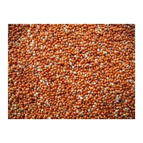 Panicum rood