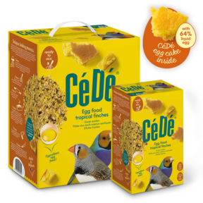 Cédé Eivoer Exoten