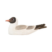 Flesopener kokmeeuw Flesopener kokmeeuw