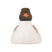 Flesopener kokmeeuw Flesopener kokmeeuw