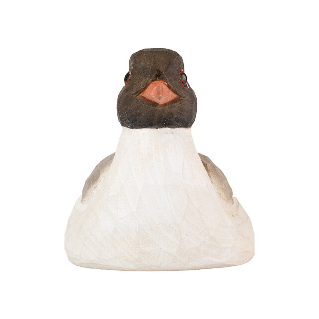 Flesopener kokmeeuw Flesopener kokmeeuw