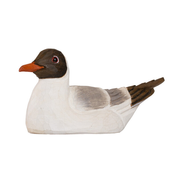 Flesopener kokmeeuw Flesopener kokmeeuw