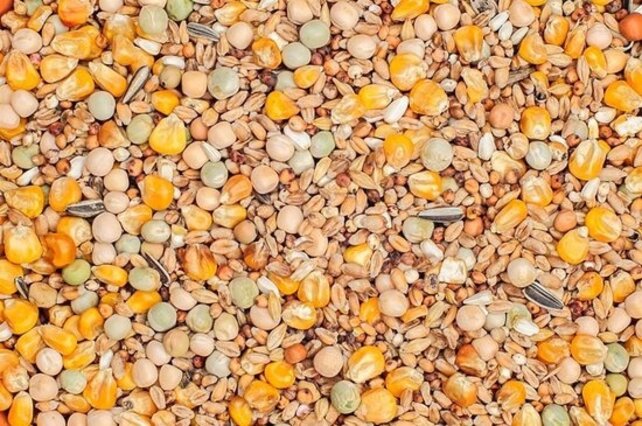 Classic vogelzaden voor tortelduiven | beste Voer kopen