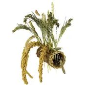 Nature Willow Tunnel