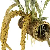Nature Willow Tunnel