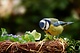 Meer weten over die mooie mees in jouw tuin?