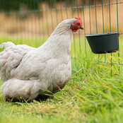 Gaas drink-voerbakje antraciet
